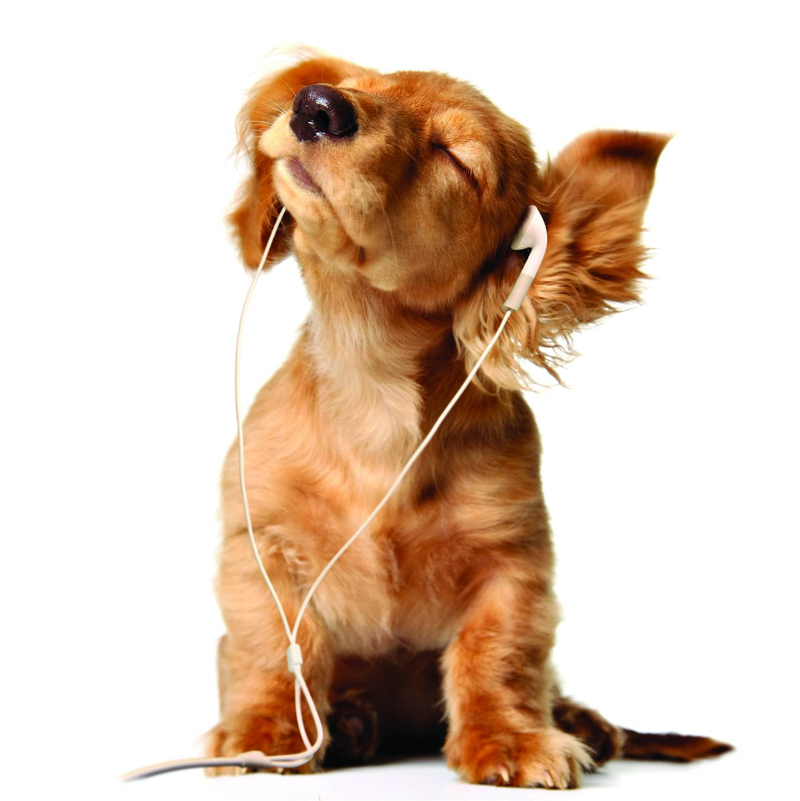 Illustration for article titled Anyone want to share Spotify playlists?